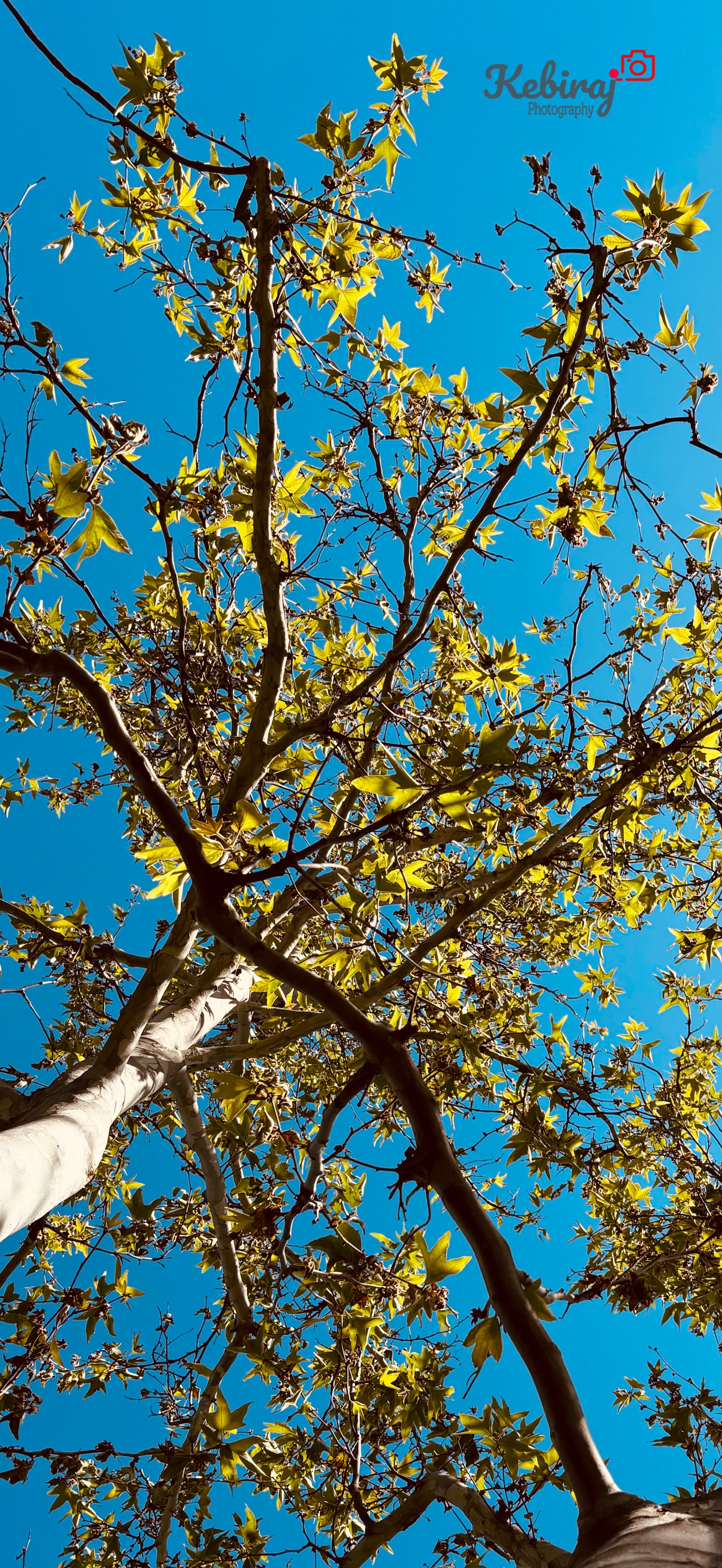 The upward perspective framed the towering tree beautifully against the clear blue sky.